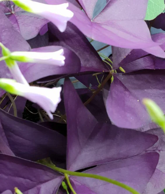 Лист микрозелени Кислицы крупной, 1 шт.